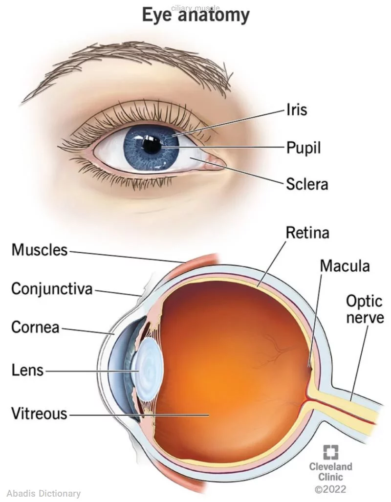 ciliary muscle